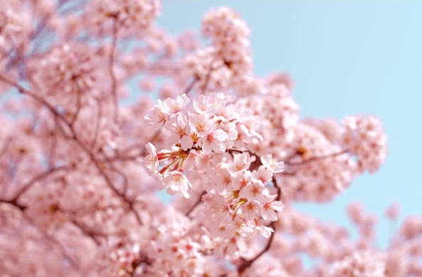 Spring in China