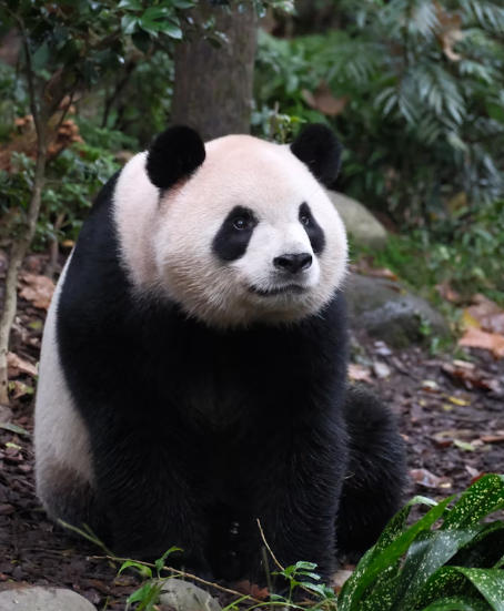 Chengdu Spice Trail