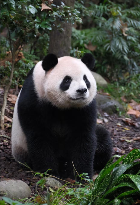 Chengdu